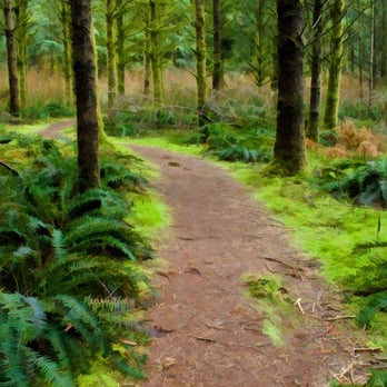 Malcolm Knapp Research Forest - Hiking Near Me - Maple Ridge, British Columbia