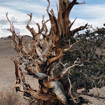 Ancient Bristlecone Pine Forest - Parks Near Me - Bishop, California Ancient Bristlecone Pine Forest - Parks Near Me - Bishop, California