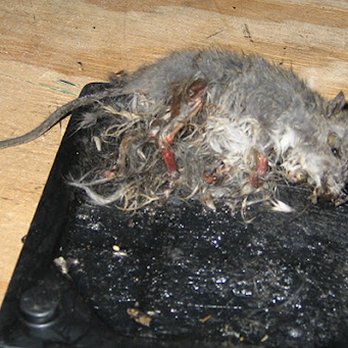 Oakchase Apartments - Rat Infestations in Apartment - Apartments Near Me - Arlington, Texas Oakchase Apartments - Rat Infestations in Apartment - Apartments Near Me - Arlington, Texas