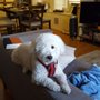 A Pet's Delight