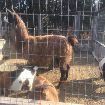 Seasons Four - Petting Zoo - Furniture Stores Near Me - Lexington, Massachusetts