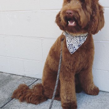 Shampooch Dog Salon - My labradoodle, we had a shampoo and haircut. And they gave him a cute Bandana - Pet Groomers Near Me - Sausalito, California Shampooch Dog Salon - My labradoodle, we had a shampoo and haircut. And they gave him a cute Bandana - Pet Groomers Near Me - Sausalito, California