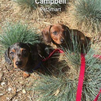 PetSmart - The girls in the poop and pee area - Pet Stores Near Me - Campbell, California PetSmart - The girls in the poop and pee area - Pet Stores Near Me - Campbell, California