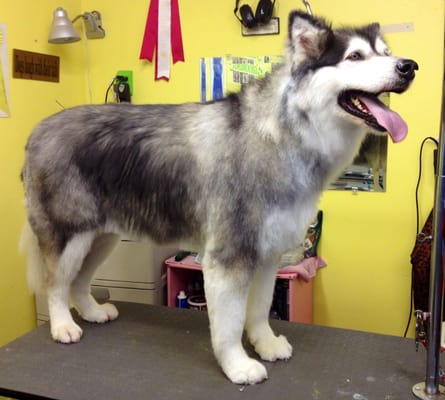 Large Dog Grooming|$165+ - Quality Dog Grooming Starts at $60+ (Small) to $165+ (Large). Golden Touch Grooming offers quality dog and cat grooming. We are a Brick and Mortar business. No mobile grooming.
We offer grooming for most breeds of dogs and cats, as well as dogs competing in shows. With no speed grooming performed, all of our services are of the highest quality.
Your pet is a valued family member. Give them the professional attention that they deserve. They are never left alone in a room to dry. Your pet is with the groomers at all times.
We are veterinarian recommended, and our dedicated staff of groomers have more than 60 years of combined experience.
Our Dog Grooming Services Include:
Nail trimming and filing
Clipping,
Combing and brushing,
Ear cleaning,
Hair removed from ears,
Medicated bath,
Anal glands expressed,
Flea baths,
Check out our Facebook page Golden Touch Grooming Large Dog Grooming|$165+ - Quality Dog Grooming Starts at $60+ (Small) to $165+ (Large). Golden Touch Grooming offers quality dog and cat grooming. We are a Brick and Mortar business. No mobile grooming.
We offer grooming for most breeds of dogs and cats, as well as dogs competing in shows. With no speed grooming performed, all of our services are of the highest quality.
Your pet is a valued family member. Give them the professional attention that they deserve. They are never left alone in a room to dry. Your pet is with the groomers at all times.
We are veterinarian recommended, and our dedicated staff of groomers have more than 60 years of combined experience.
Our Dog Grooming Services Include:
Nail trimming and filing
Clipping,
Combing and brushing,
Ear cleaning,
Hair removed from ears,
Medicated bath,
Anal glands expressed,
Flea baths,
Check out our Facebook page Golden Touch Grooming