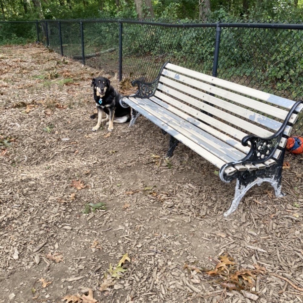 Haines Dog Park - Dog Parks Near Me - Barrington, Rhode Island Haines Dog Park - Dog Parks Near Me - Barrington, Rhode Island