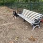 Photo of Haines Dog Park