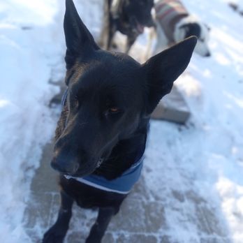Charlie's Pet Sitting Services - Pet Sitting Near Me - Dexter, Michigan Charlie's Pet Sitting Services - Pet Sitting Near Me - Dexter, Michigan