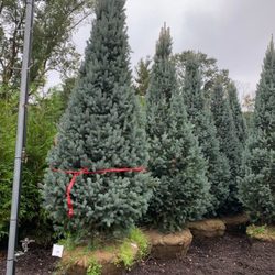 Gonzalez Brothers Contracting - Arborvatie