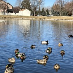 Settlers Park - Duck watching
