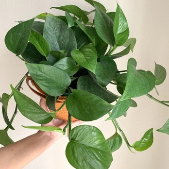 Tony's Garden Center - Jade pothos - Nurseries & Gardening Near Me - Portland, Oregon Tony's Garden Center - Jade pothos - Nurseries & Gardening Near Me - Portland, Oregon