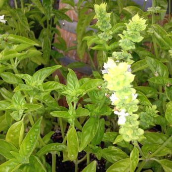 Wallnuts - We grow all our own herbs year round & the summer garden is teaming with the freshest ingredients! - Caterers Near Me - Regina, Saskatchewan