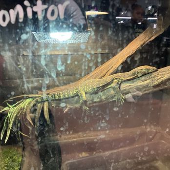 Floating Sea Aquatics - Lizard:) - Themed Cafes Near Me - Jacksonville, Florida