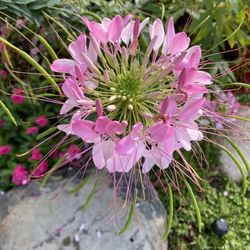 Mae Stecker Park - The gardens are so pretty in the summer