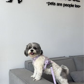 The Melrose Vet - Veterinarians Near Me - Los Angeles, California The Melrose Vet - Veterinarians Near Me - Los Angeles, California