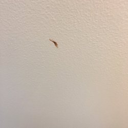 Grand View Inn & Suites - Dried boogers on the walls and ceiling.