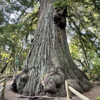 Methuselah Tree - Landmarks & Historical Buildings Near Me - Woodside, California Methuselah Tree - Landmarks & Historical Buildings Near Me - Woodside, California