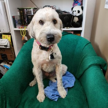 Furbubble Mobile Grooming - after cut - Pet Groomers Near Me
