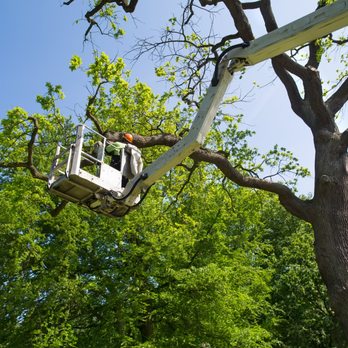 Fuqua Tree Service - Tree Services Near Me