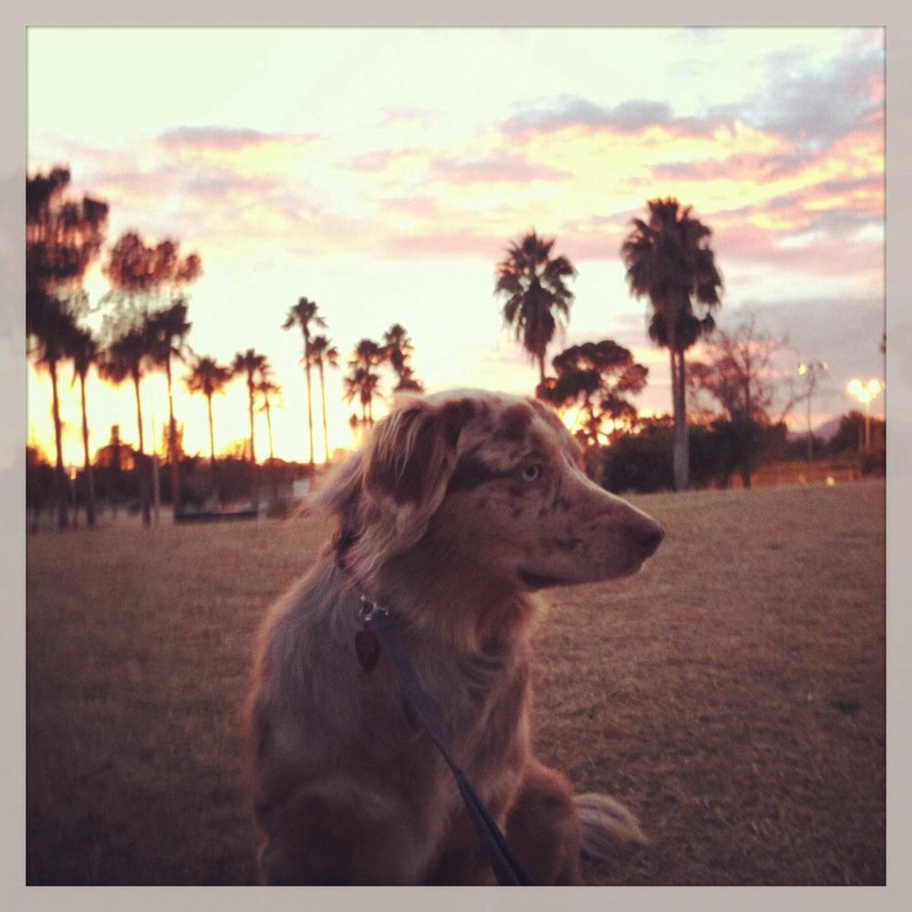 Himmel Park - Walking the dog at Hummel park at sunset. Beautiful - Parks Near Me - Tucson, Arizona Himmel Park - Walking the dog at Hummel park at sunset. Beautiful - Parks Near Me - Tucson, Arizona