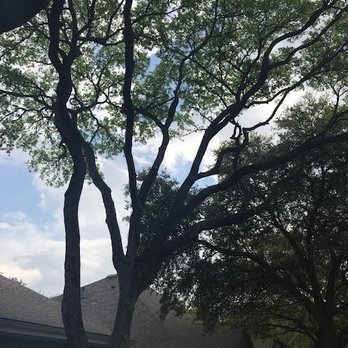 Vick's Tree Experts - a large tree in front of a house - Roofing Near Me - Round Rock, Texas