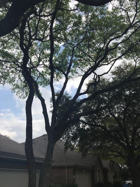 Slide of Vick's Tree Experts