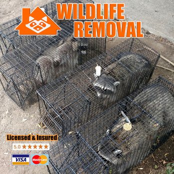 Wildlife Removal Oxnard - Wildlife Control Near Me Wildlife Removal Oxnard - Wildlife Control Near Me
