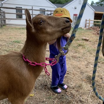 Bradley Mountain Farm - Clementine the Goat - Farms Near Me - Southington, Connecticut Bradley Mountain Farm - Clementine the Goat - Farms Near Me - Southington, Connecticut