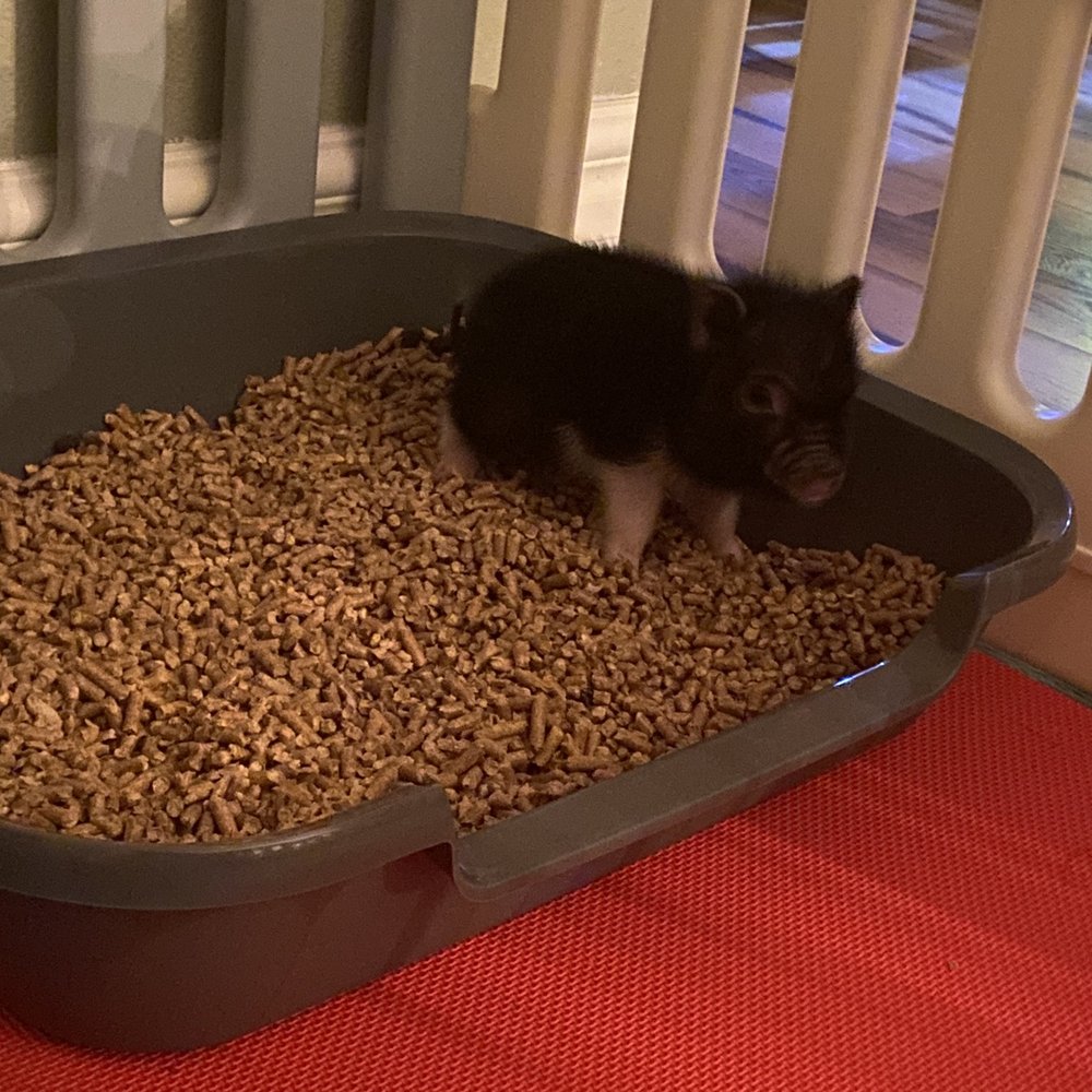 AZ Micro Mini Pigs - Potty trained - Pet Services Near Me