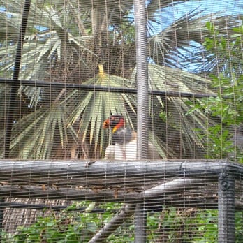Honolulu Zoo - King vulture - Zoos Near Me - Honolulu, Hawaii