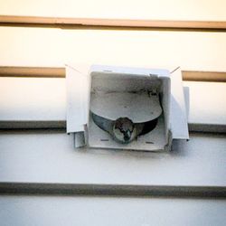 Quick Wildlife Control - Bird in the vent
