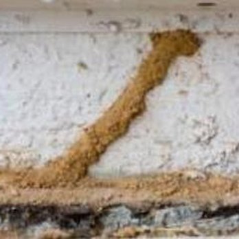 Dick's Fumigation Services - Dick's Fumigation Services, Inc. - Pest Control Near Me - Wailuku, Hawaii Dick's Fumigation Services - Dick's Fumigation Services, Inc. - Pest Control Near Me - Wailuku, Hawaii