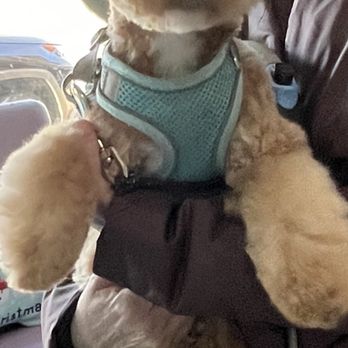 WüF Pet Spa - Teddy - Pet Groomers Near Me - Cincinnati, Ohio