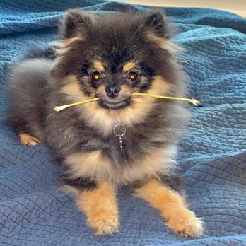 Tiny Pom Paws - Pet Breeders Near Me - Smithville, Texas Tiny Pom Paws - Pet Breeders Near Me - Smithville, Texas