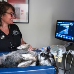 Queen Anne Animal Clinic