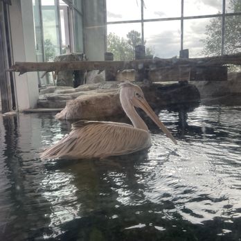 Cheyenne Mountain Zoo - Pelican - Zoos Near Me - Colorado Springs, Colorado Cheyenne Mountain Zoo - Pelican - Zoos Near Me - Colorado Springs, Colorado