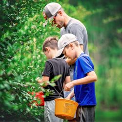 morning belle farms usda organic blueberries