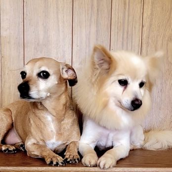 Best Friends Grooming - Bella and Zack (besties and boyfriend & girlfriend) - Pet Groomers Near Me - Daly City, California Best Friends Grooming - Bella and Zack (besties and boyfriend & girlfriend) - Pet Groomers Near Me - Daly City, California