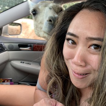 Tennessee Safari Park - This llama didn't want my food... he wanted my hair! - Parks Near Me - Alamo, Tennessee