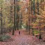 Photo of Aaper Wald