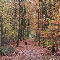 Aaper Wald