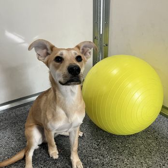 Dog BnB - I'm treat motivated... - Pet Boarding Near Me - Houston, Texas Dog BnB - I'm treat motivated... - Pet Boarding Near Me - Houston, Texas