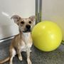 Photo of Dog BnB