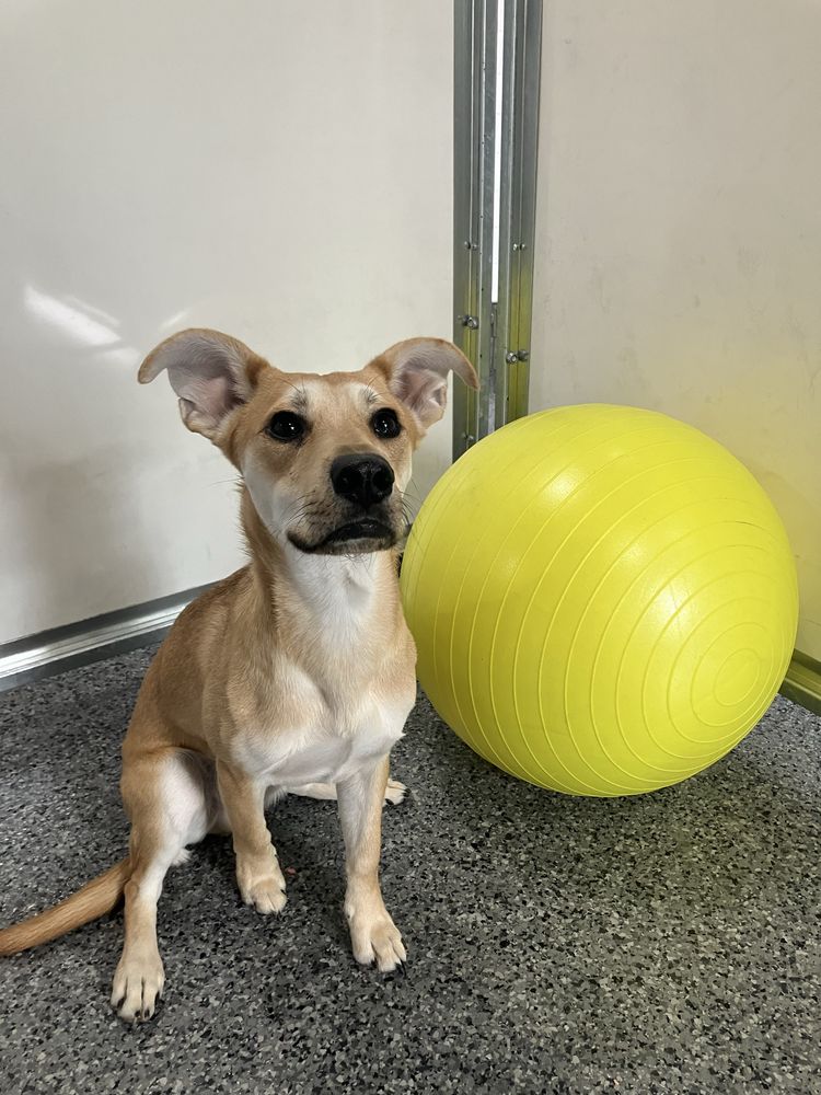 Dog BnB - pet boarding facility in Houston, TX