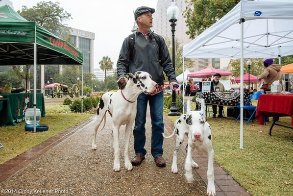 Dogtacular Spring Fling