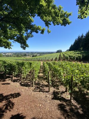 Bergström Wines Tasting Room by null
