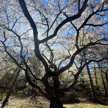 Branch Brook Park - Branch Brook Park -- April 11, 2026 - Parks Near Me - Newark, New Jersey