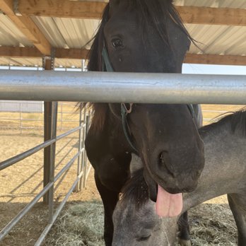 Rancho Vet Tack Feed & Supply - Livestock Feed & Supply Near Me - Hemet, California Rancho Vet Tack Feed & Supply - Livestock Feed & Supply Near Me - Hemet, California