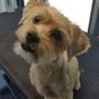 Photo of Puppy Palace Mobile Grooming