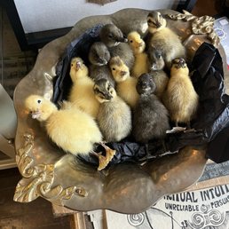 I ordered one for my son I ordered one for my son