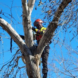 Tree Care by Design - Eddie in the tree